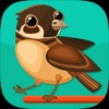 Exploring New Words - Singing Birds Prof