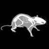 3D Rat Anatomy system keylogger