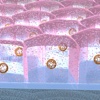 Cuboidal Epithelial Tissue 3D