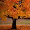 Nette Herbst Wallpapers HD: Zitate Hintergründe mit Design Bilder