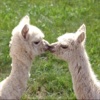 Alpaca World