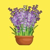 Lucky Lavender - The Luckiest House Plant