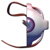 Human Eye 3D