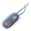 Prokaryotic Cell 3D