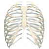 Human Ribs 3D