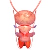 Male Reproductive System 3D