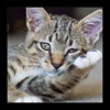 Encyclopaedia of Kittens by Breed - with Cute Pics breed