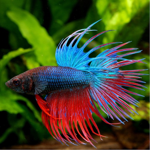 Betta Fish - Everything You Want to Know About Betta Fish