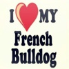 I love my French Bulldog french bulldog rescue 