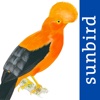 All Birds Northern Peru - a field guide to all the bird species recorded in this region of South America bird field guides free 