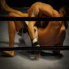 MMA Stickers