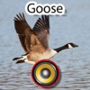 Real Goose Hunting Calls & Sounds canada goose 