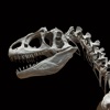 Paleontology Glossary: Cheatsheet with Study Guide paleontology museum 