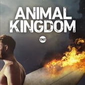 Animal Kingdom - Animal Kingdom, Season 2  artwork